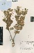  (Schizoglossum atropurpureum subsp. virens - Nicholas_Smook_2323)  @11 [ ] No Rights Reserved  Unspecified Unspecified