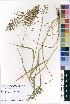  (Eragrostis lehmanniana var. lehmanniana - OM0733)  @11 [ ] No Rights Reserved  Unspecified Unspecified