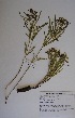  (Schizoglossum bidens subsp bidens - SPB07341)  @11 [ ] No Rights Reserved  Unspecified Unspecified