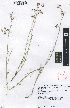  (Schizoglossum linifolium - SPB07381)  @11 [ ] No Rights Reserved  Unspecified Unspecified