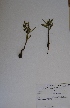  (Aspidoglossum ovalifolium - SPB11316)  @11 [ ] No Rights Reserved  Unspecified Unspecified