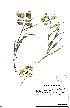  (Pachycarpus campanulatus var sutherlandii - SPB11437)  @11 [ ] No Rights Reserved  Unspecified Unspecified