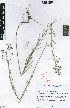  (Schizoglossum bidens subsp atrorubens - SPB11539)  @11 [ ] No Rights Reserved  Unspecified Unspecified
