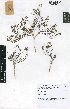  (Eustegia filiformis - TR23)  @11 [ ] No Rights Reserved  Unspecified Unspecified