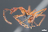  (Aphaenogaster arachnoides - EV84Aph)  @14 [ ] No Rights Reserved  Christoph von Beeren TU Darmstadt