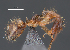  (Camponotus ADN8326 - No006Cam)  @15 [ ] No Rights Reserved  Christoph von Beeren TU Darmstadt
