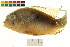  (Mikrogeophagus altispinosus - BOX-3188 E10)  @11 [ ] CreativeCommons - Attribution (2011) CBG Photography Group Centre for Biodiversity Genomics