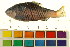  (Pethia padamya - BOX-3188 F03)  @14 [ ] CreativeCommons - Attribution (2011) CBG Photography Group Centre for Biodiversity Genomics