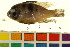  (Mikrogeophagus - BOX-3188 F09)  @13 [ ] CreativeCommons - Attribution (2011) CBG Photography Group Centre for Biodiversity Genomics