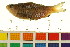  ( - BOX-3188 F11)  @13 [ ] CreativeCommons - Attribution (2011) CBG Photography Group Centre for Biodiversity Genomics