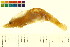  (Neocaridina - BOX-3188 H02)  @13 [ ] CreativeCommons - Attribution (2011) CBG Photography Group Centre for Biodiversity Genomics