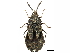  (Aradinae - BIOUG02095-E09)  @15 [ ] CreativeCommons - Attribution (2012) CBG Photography Group Centre for Biodiversity Genomics