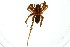  (Pardosa acorensis - ZMUO.002658)  @13 [ ] CreativeCommons - Attribution Non-Commercial (2012) Marko Mutanen University of Oulu