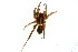  (Pardosa acorensis - ZMUO.002659)  @13 [ ] CreativeCommons - Attribution Non-Commercial (2012) Marko Mutanen University of Oulu