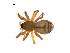  (Linyphantes california - BIOUG12610-C08)  @14 [ ] CreativeCommons - Attribution (2014) G. Blagoev Centre for Biodiversity Genomics