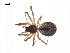  (Agnyphantes arboreus - BIOUG14294-B12)  @13 [ ] CreativeCommons - Attribution (2014) G. Blagoev Centre for Biodiversity Genomics