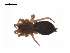  (Scotinotylus sp. 3GAB - BIOUG14294-E01)  @11 [ ] CreativeCommons - Attribution (2014) G. Blagoev Centre for Biodiversity Genomics
