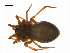  ( - BIOUG14295-D11)  @13 [ ] CreativeCommons - Attribution (2014) G. Blagoev Centre for Biodiversity Genomics