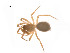  (Oreonetides flavus - BIOUG14297-H11)  @13 [ ] CreativeCommons - Attribution (2014) G. Blagoev Centre for Biodiversity Genomics
