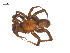  (Antrodiaetus pugnax - BIOUG25736-C03)  @15 [ ] CreativeCommons - Attribution (2015) G. Blagoev Centre for Biodiversity Genomics