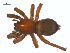  (Scotophaeus blackwalli - BIOUG25736-F08)  @15 [ ] CreativeCommons - Attribution (2015) G. Blagoev Centre for Biodiversity Genomics