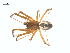  (Pityohyphantes tacoma - BIOUG25736-H06)  @14 [ ] CreativeCommons - Attribution (2015) G. Blagoev Centre for Biodiversity Genomics