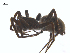  (Pardosa rainieriana - BIOUG25736-H09)  @15 [ ] CreativeCommons - Attribution (2015) G. Blagoev Centre for Biodiversity Genomics
