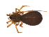  ( - BIOUG47279-A05)  @11 [ ] CreativeCommons - Attribution (2019) G. Blagoev Centre for Biodiversity Genomics