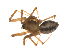  (Linyphantes natches - BIOUG47279-B01)  @11 [ ] CreativeCommons - Attribution (2019) G. Blagoev Centre for Biodiversity Genomics
