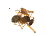  (Lepthyphantes aldersoni - BIOUG51612-A04)  @11 [ ] CreativeCommons - Attribution (2021) Unspecified Centre for Biodiversity Genomics