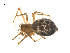  (Acanthoneta furcata - CCDB-28546-A08)  @12 [ ] CreativeCommons - Attribution (2015) G. Blagoev Centre for Biodiversity Genomics