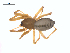  (Linyphantes nehalem - CCDB-28549-D03)  @15 [ ] CreativeCommons - Attribution (2015) G. Blagoev Centre for Biodiversity Genomics
