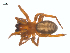  (Callobius nevadensis - CCDB-28549-F12)  @14 [ ] CreativeCommons - Attribution (2015) G. Blagoev Centre for Biodiversity Genomics