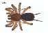  (Antrodiaetidae - CCDB-28549-G04)  @15 [ ] CreativeCommons - Attribution (2015) G. Blagoev Centre for Biodiversity Genomics