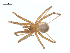  (Pholcophora americana - CCDB-28549-H09)  @14 [ ] CreativeCommons - Attribution (2015) G. Blagoev Centre for Biodiversity Genomics