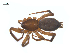  (Drassyllus insularis - CCDB-28550-B11)  @14 [ ] CreativeCommons - Attribution (2015) G. Blagoev Centre for Biodiversity Genomics