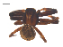  (Xysticus acquiescens - CCDB-29005-F08)  @11 [ ] CreativeCommons - Attribution (2015) G. Blagoev Centre for Biodiversity Genomics