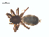  (Micaria coloradensis - CCDB-29005-G10)  @11 [ ] CreativeCommons - Attribution (2015) G. Blagoev Centre for Biodiversity Genomics
