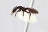  (Cephalotes pallens - MEPN_18177)  @14 [ ] CreativeCommons - Attribution (2017) David Donoso Escuela Politécnica Nacional