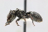  (Cephalotes pavonii - MEPN_18184)  @14 [ ] CreativeCommons - Attribution (2017) David Donoso Escuela Politécnica Nacional