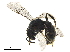  (Lasioglossum CHI04 - BIOUG36538-D09)  @13 [ ] CreativeCommons - Attribution (2019) CBG Photography Group Centre for Biodiversity Genomics