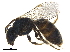  (Lasioglossum CHI06 - BIOUG36793-A05)  @14 [ ] CreativeCommons - Attribution (2019) CBG Photography Group Centre for Biodiversity Genomics