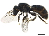  (Lasioglossum CHI02 - BIOUG36793-B09)  @14 [ ] CreativeCommons - Attribution (2019) CBG Photography Group Centre for Biodiversity Genomics