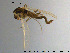  (Orthocladius olivaceus - GL132)  @13 [ ] Creative Commons  Attribution Non-Commercial Share-Alike (2016) NTNU University Museum, Department of Natural History NTNU University Museum, Department of Natural History