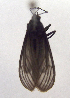  (Metaxanthia MBe01 - MBe0004)  @11 [ ] CreativeCommons - Attribution Share-Alike (2018) Unspecified Forest Zoology and Entomology (FZE) University of Freiburg