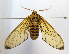  ( - MBe0023)  @11 [ ] Copyright (2018) Unspecified Forest Zoology and Entomology (FZE) University of Freiburg