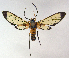  (Cosmosoma PP281 - MBe0026)  @14 [ ] Copyright (2018) Unspecified Forest Zoology and Entomology (FZE) University of Freiburg