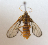  (Sphecosoma PP376 - MBe0041)  @11 [ ] Copyright (2018) Unspecified Forest Zoology and Entomology (FZE) University of Freiburg