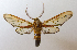  ( - MBe0048)  @11 [ ] Copyright (2018) Unspecified Forest Zoology and Entomology (FZE) University of Freiburg