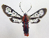 (Phoenicoprocta 17-1700_1 - MBe0060)  @11 [ ] Copyright (2018) Unspecified Forest Zoology and Entomology (FZE) University of Freiburg